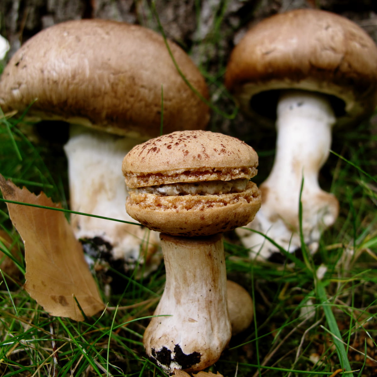 mini mushroom macaron sitting next to mushrooms by a tree